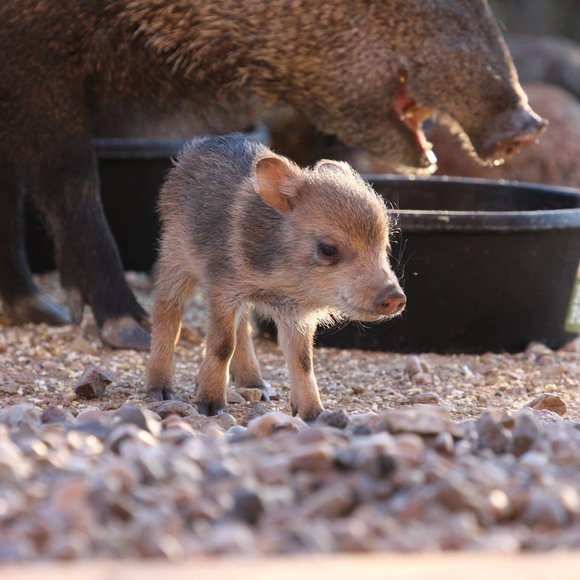 joyskiefox